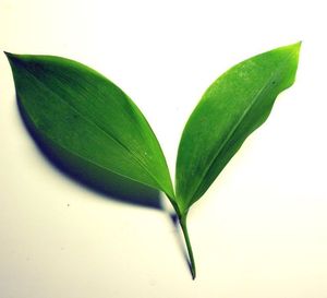 FEUILLES DE MUGUET $$$